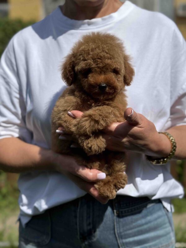 Juno Toy Poodle Juno Toy Poodle