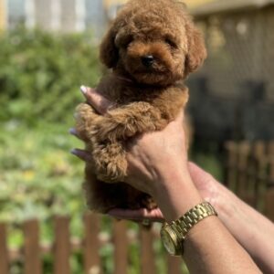 Juno Toy Poodle Juno Toy Poodle