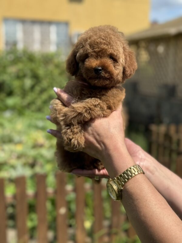 Juno Toy Poodle Juno Toy Poodle