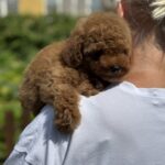 Juno-female-Poodle-puppy-for-sale-5