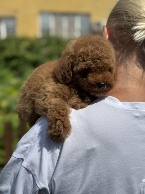 Juno Toy Poodle Juno Toy Poodle
