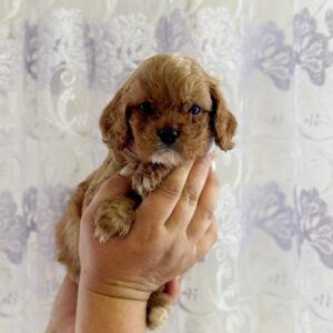 Jupiter Cavapoo Jupiter Cavapoo