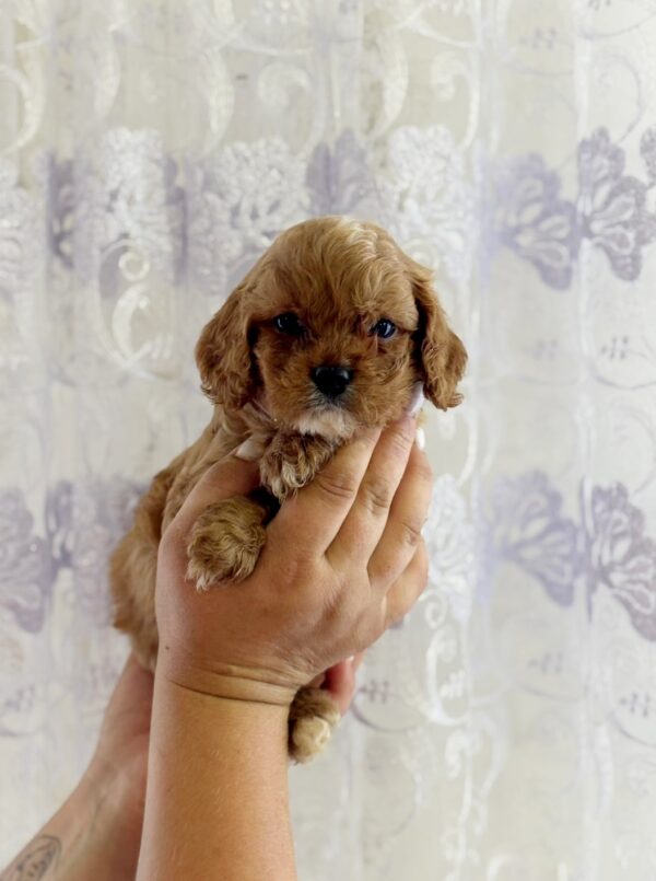 Jupiter Cavapoo Jupiter Cavapoo