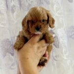 Jupiter-male-Cavapoo-puppy-for-sale-2