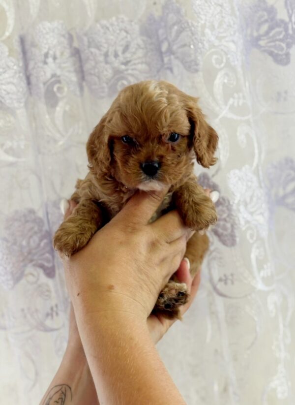 Jupiter Cavapoo Jupiter Cavapoo