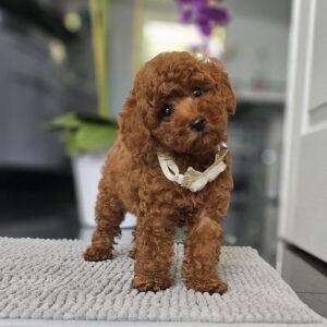 Juppy Miniature Poodle Juppy Miniature Poodle