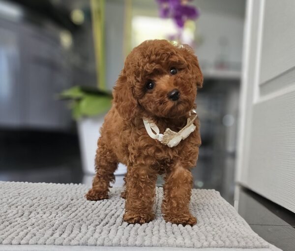 Juppy Miniature Poodle Juppy Miniature Poodle