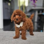 Juppy-male-miniature-poodle-puppy-for-sale- (2)