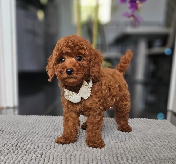 Juppy Miniature Poodle Juppy Miniature Poodle