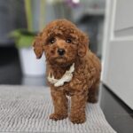 Juppy-male-miniature-poodle-puppy-for-sale- (3)
