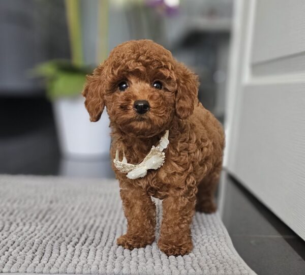 Juppy Miniature Poodle Juppy Miniature Poodle