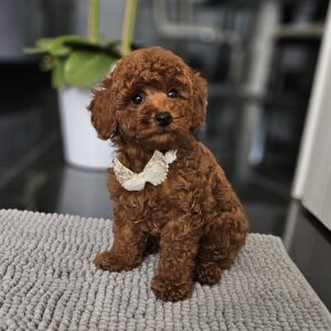 Juppy Miniature Poodle Juppy Miniature Poodle