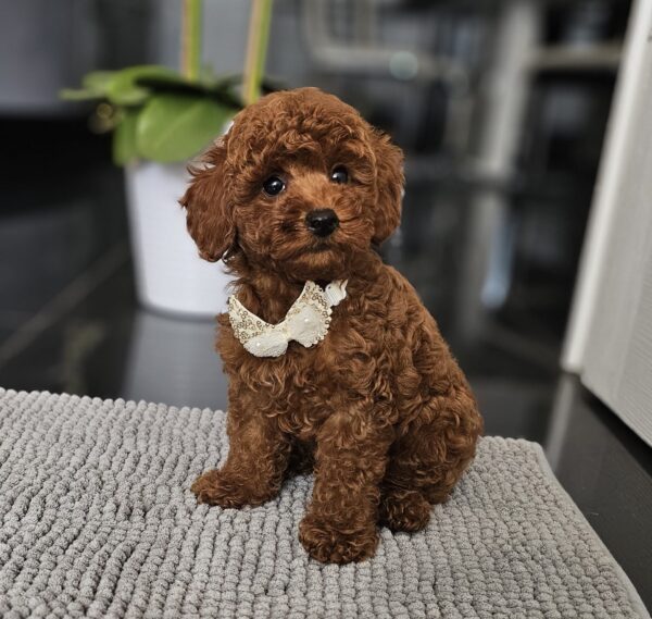 Juppy Miniature Poodle Juppy Miniature Poodle