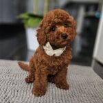 Juppy-male-miniature-poodle-puppy-for-sale- (5)