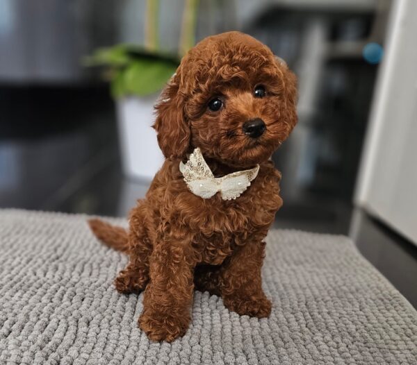 Juppy Miniature Poodle Juppy Miniature Poodle