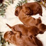 Just Boys-male-cockapoo-puppy-for-sale- (1)