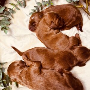 Just Boys Cockapoo Just Boys Cockapoo