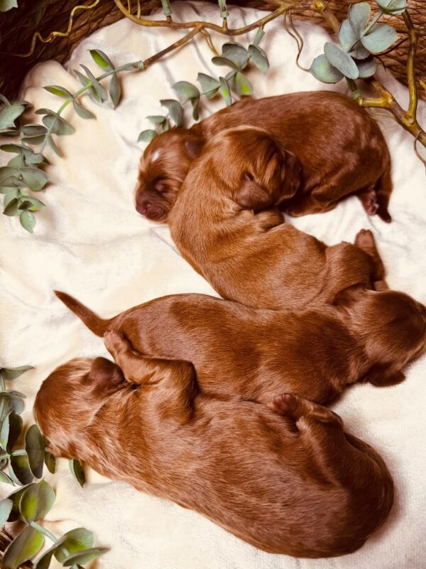 Just Boys Cockapoo Just Boys Cockapoo