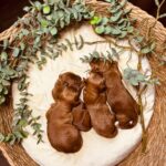 Just Boys-male-cockapoo-puppy-for-sale- (2)