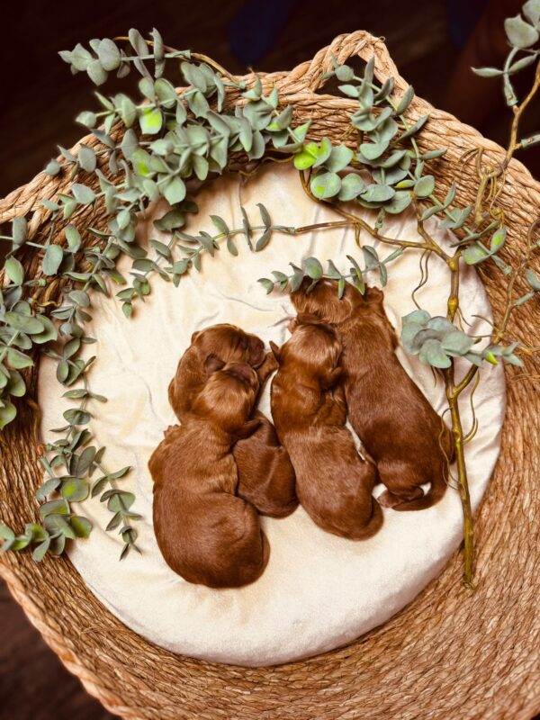 Just Boys Cockapoo Just Boys Cockapoo