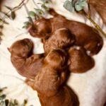 Just Boys-male-cockapoo-puppy-for-sale- (3)