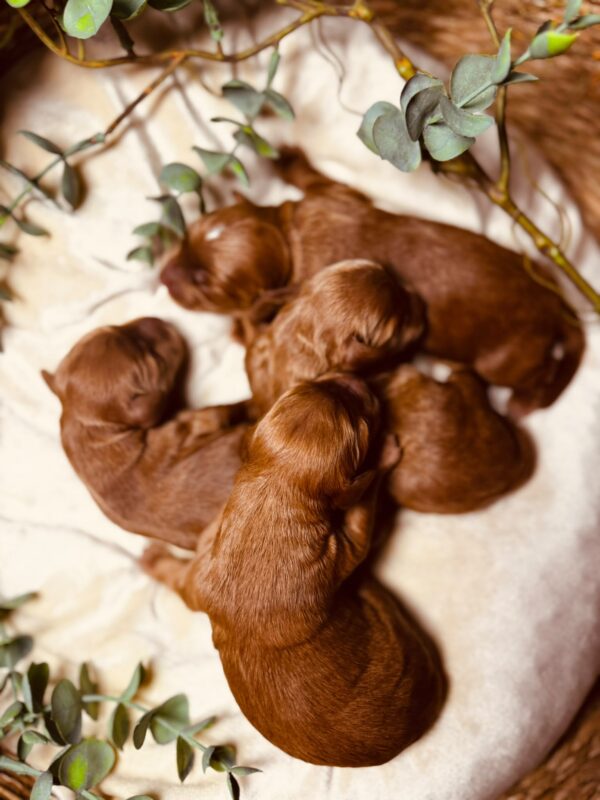 Just Boys Cockapoo Just Boys Cockapoo