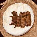 Just-girls-cockapoo-puppy-for-sale- (1)