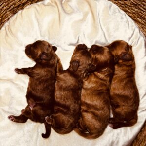 Just Girls Cockapoo Just Girls Cockapoo
