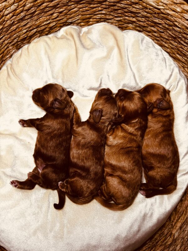 Just Girls Cockapoo Just Girls Cockapoo