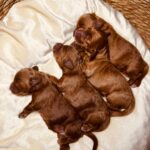 Just-girls-cockapoo-puppy-for-sale- (3)