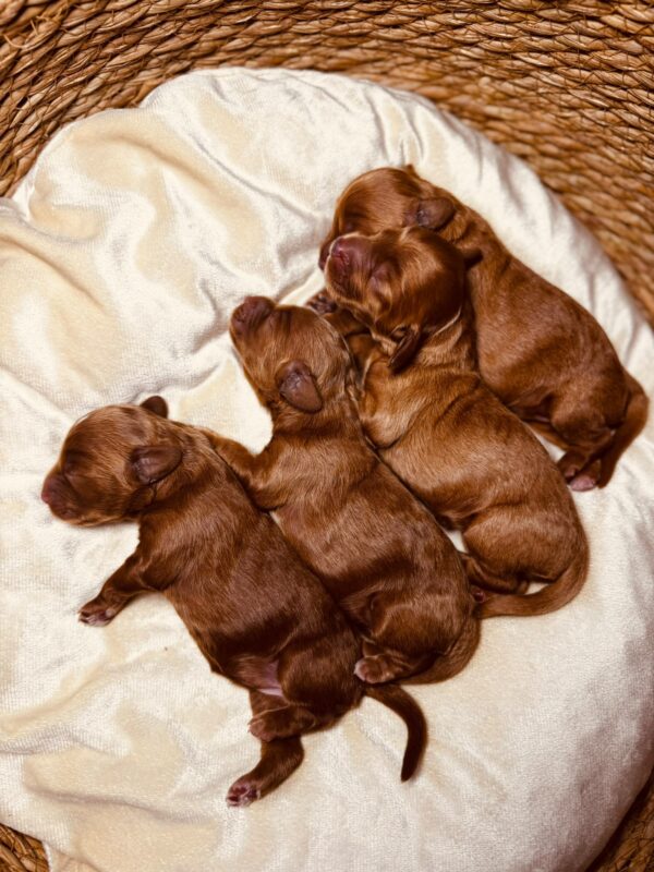 Just Girls Cockapoo Just Girls Cockapoo