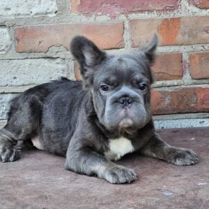Kada Fluffy French Bulldog Kada Fluffy French Bulldog
