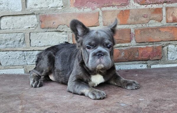 Kada Fluffy French Bulldog Kada Fluffy French Bulldog