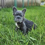 Kada-female-fluffy-french-bulldog-puppy-for-sale-1