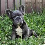 Kada-female-fluffy-french-bulldog-puppy-for-sale-1 (2)