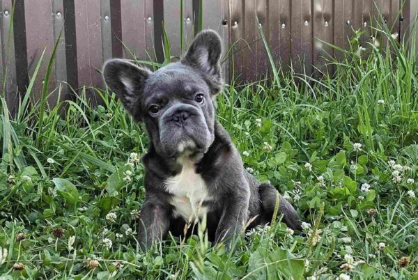 Kada Fluffy French Bulldog Kada Fluffy French Bulldog
