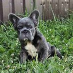 Kada-female-fluffy-french-bulldog-puppy-for-sale-1 (3)