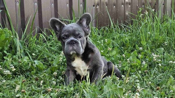 Kada Fluffy French Bulldog Kada Fluffy French Bulldog