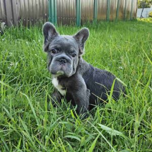 Kada Fluffy French Bulldog Kada Fluffy French Bulldog