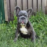 Kada-female-fluffy-french-bulldog-puppy-for-sale-1 (4)