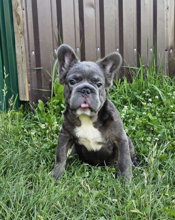 Kada Fluffy French Bulldog Kada Fluffy French Bulldog