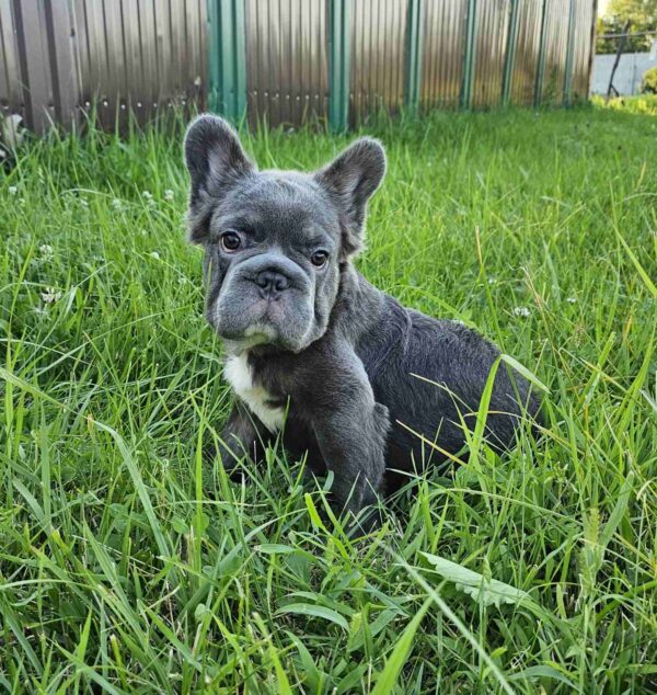 Kada Fluffy French Bulldog Kada Fluffy French Bulldog