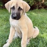 Kaizer-male-Kangal-puppy-for-sale-1