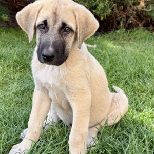 Kaizer Kangal Kaizer Kangal