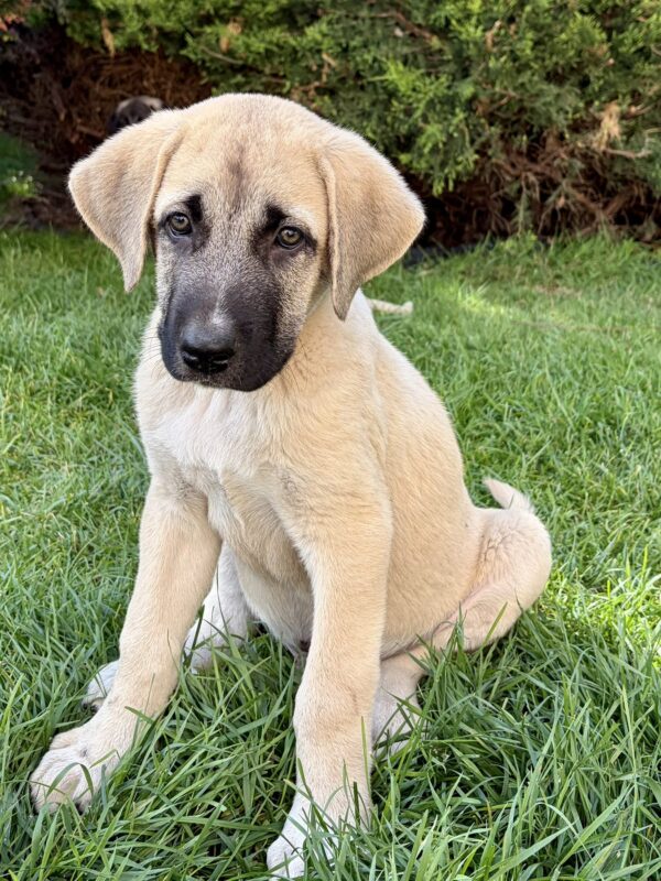 Kaizer Kangal Kaizer Kangal
