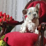 Kamila-female-french-bulldog-puppy-for-sale-1 (2)