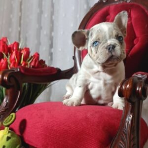 Kamila French Bulldog Kamila French Bulldog