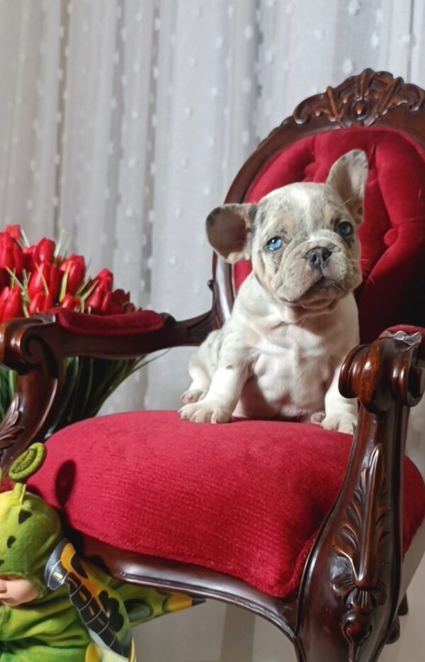 Kamila French Bulldog Kamila French Bulldog