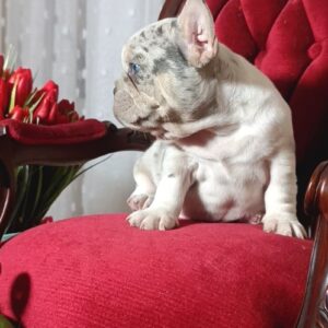 Kamila French Bulldog Kamila French Bulldog
