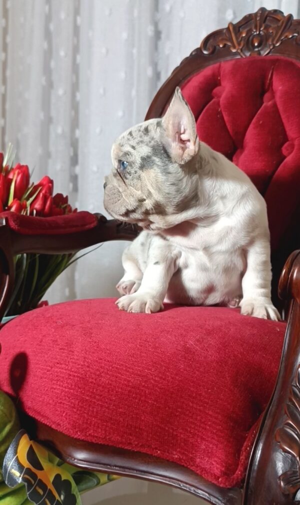 Kamila French Bulldog Kamila French Bulldog